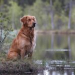 Sex hundar är nu utsedda att bli frimärksmotiv Sex hundar är nu utsedda att bli frimärksmotiv