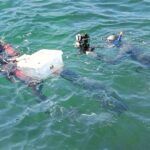 Sändarförsedda hajar släpps ut i havet utanför Lysekil